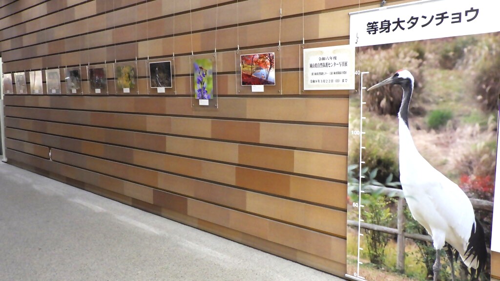 「令和６年度岡山県自然保護センター写真展　入賞・入選作品」展示画像1